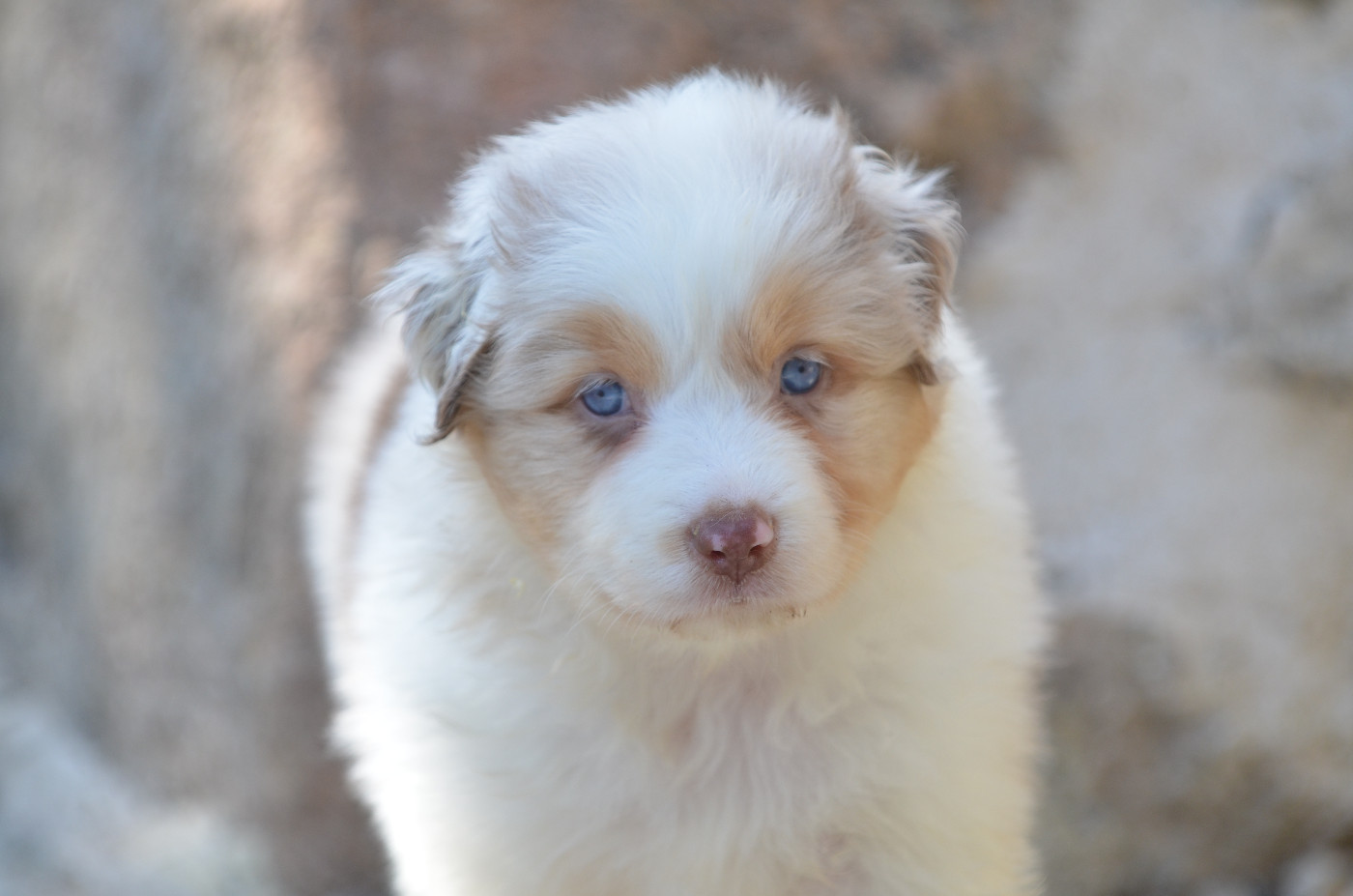 Opal Aussie - Chiots disponibles - Berger Australien