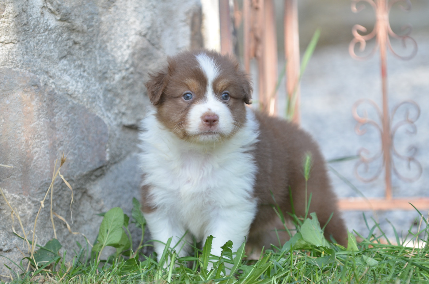 Opal Aussie - Chiots disponibles - Berger Australien