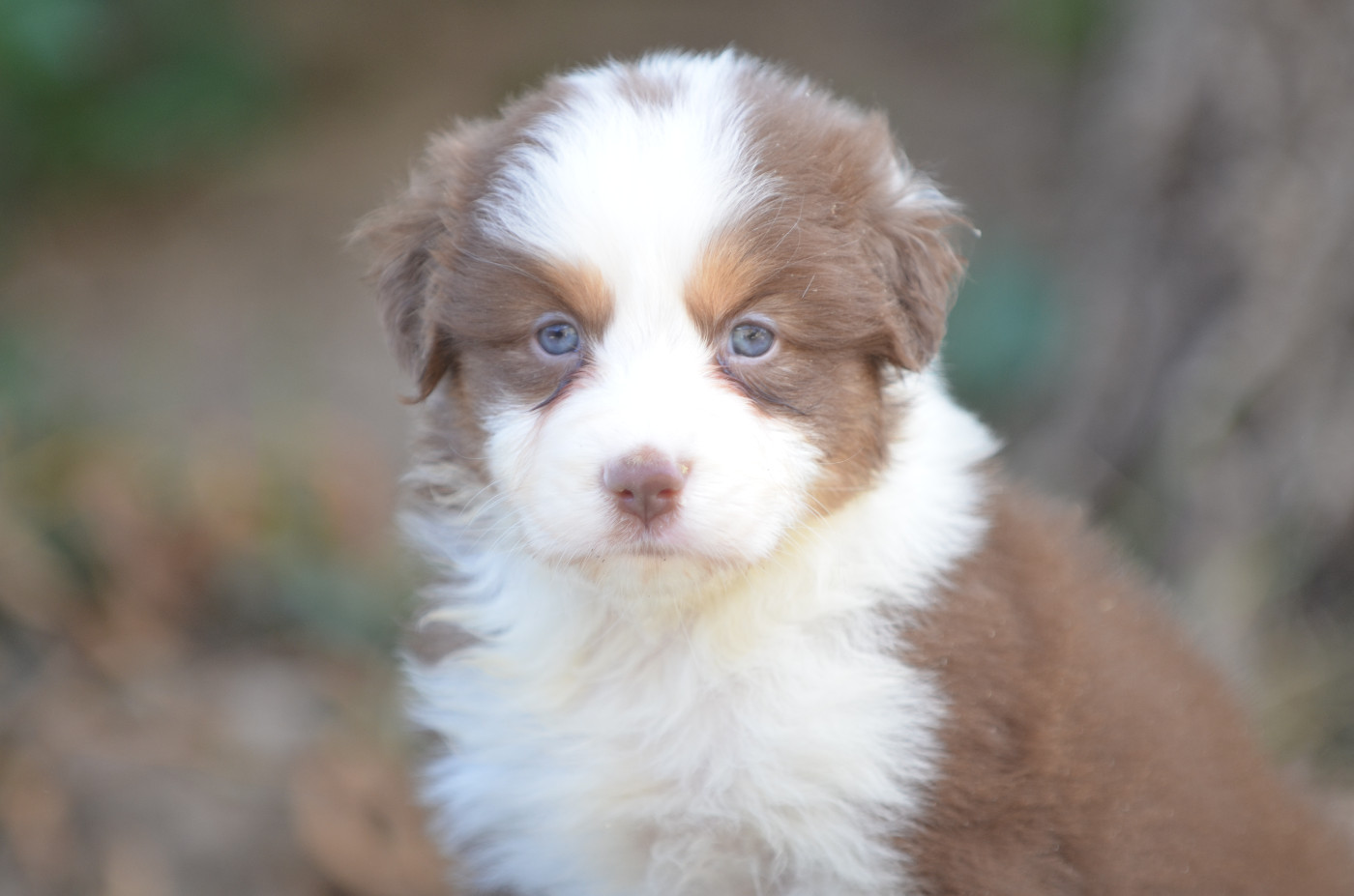 Opal Aussie - Chiots disponibles - Berger Australien