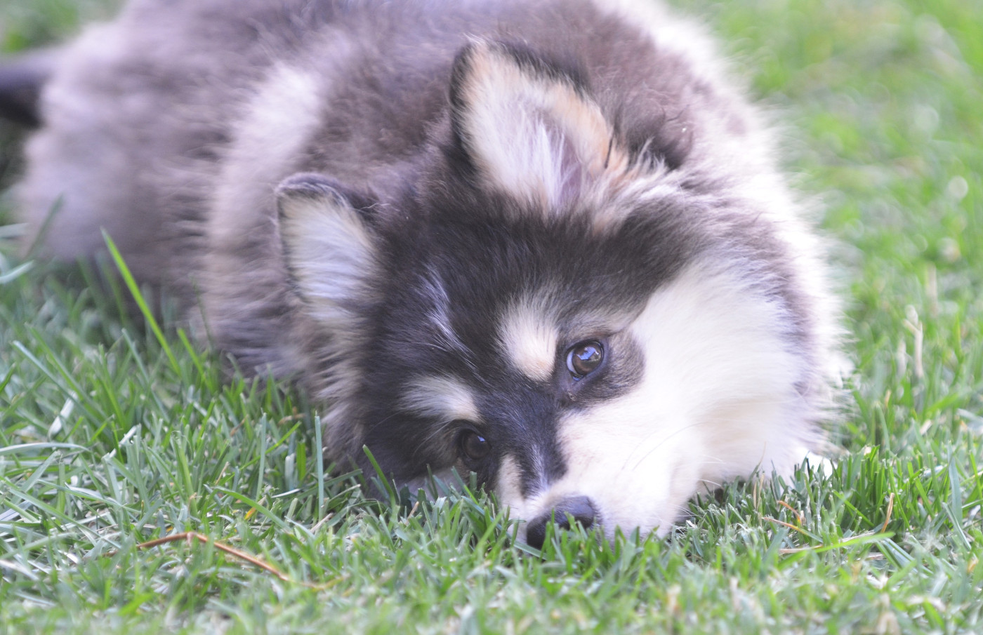 Opal Aussie - Chien finnois de Laponie - Portée née le 14/05/2026