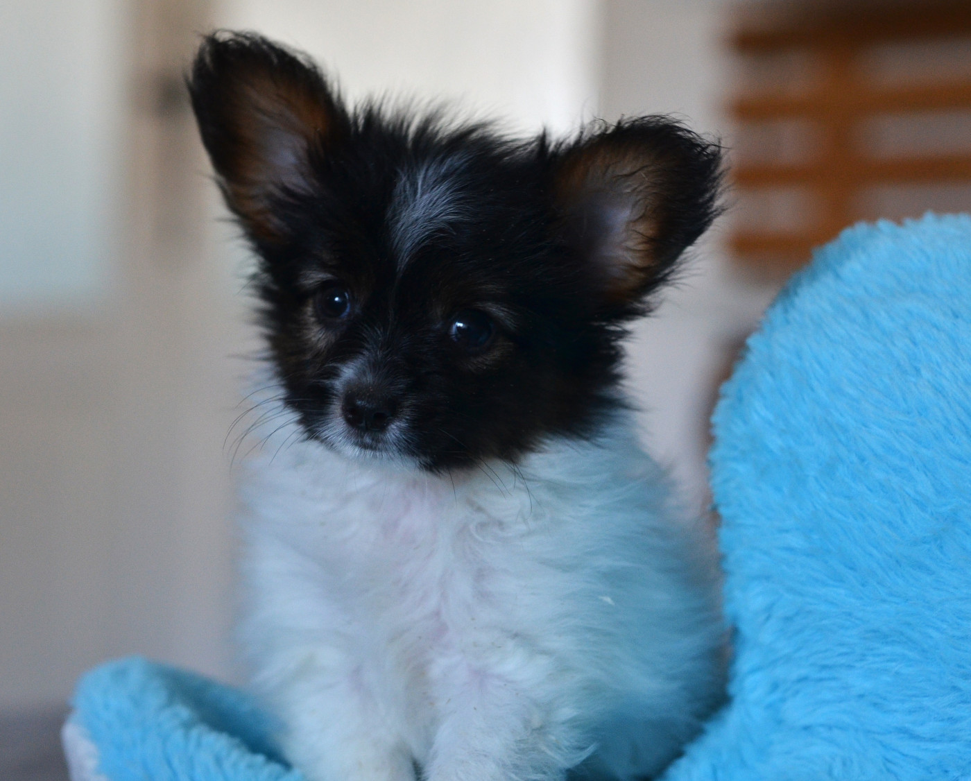 Chiot Epagneul nain Continental (Papillon) Opal Aussie