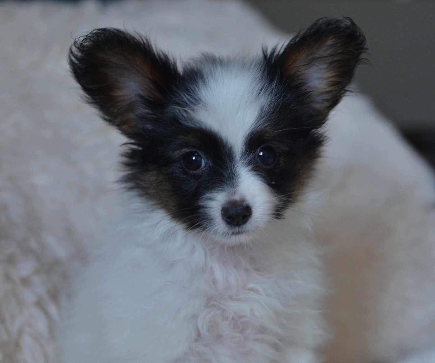 Opal Aussie - Chiots disponibles - Epagneul nain Continental (Papillon)