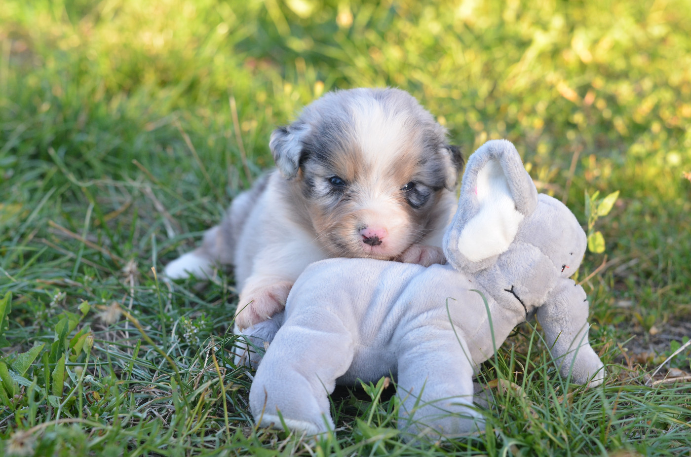 Opal Aussie - Chiots disponibles - Berger Australien