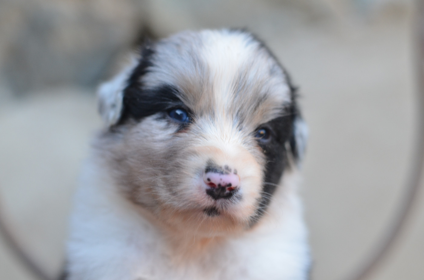 Opal Aussie - Chiots disponibles - Berger Australien
