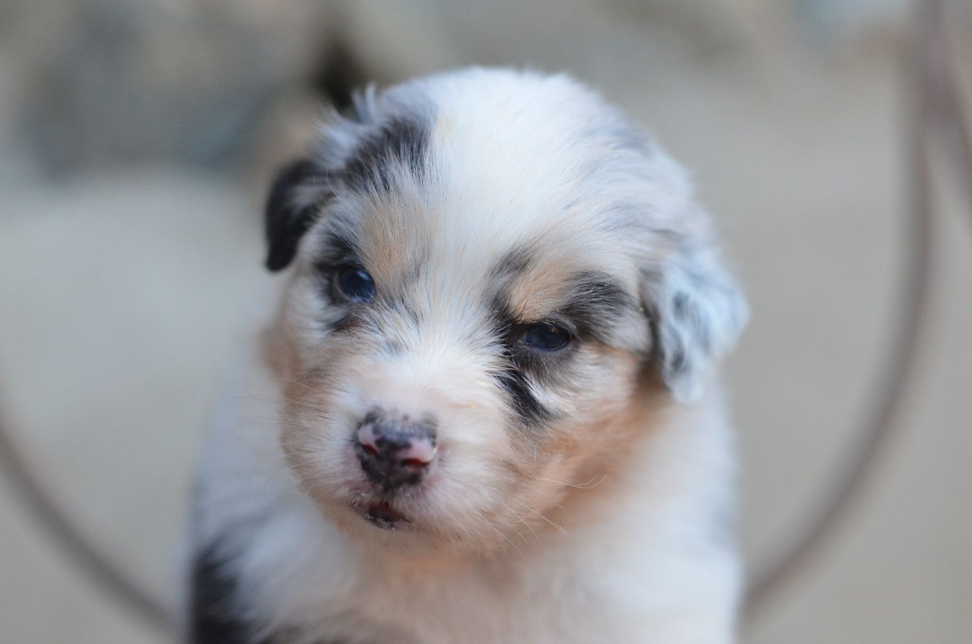 Opal Aussie - Chiots disponibles - Berger Australien