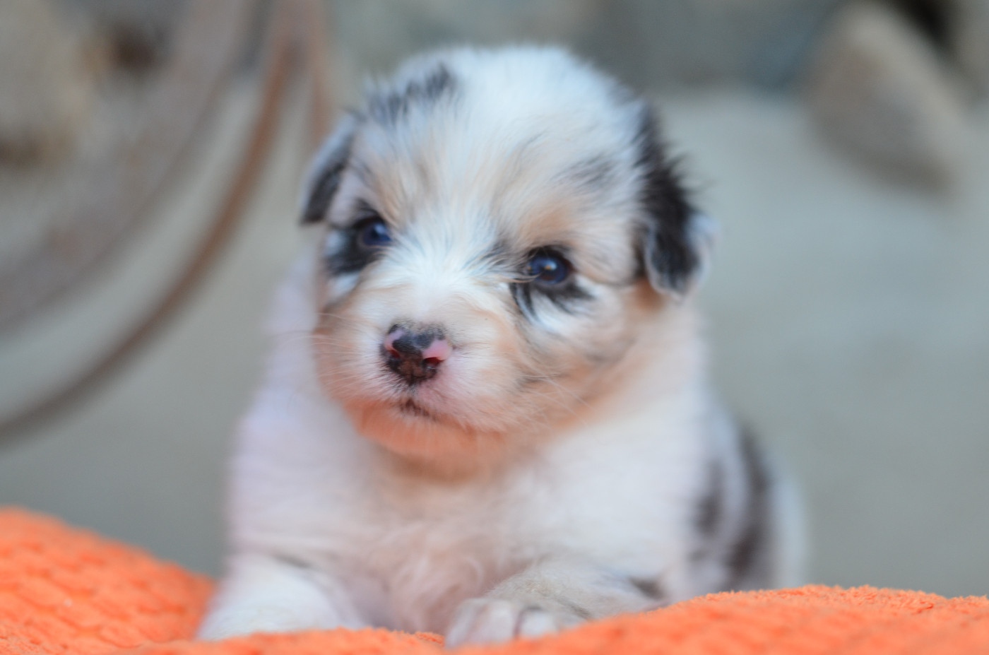 Opal Aussie - Chiots disponibles - Berger Australien