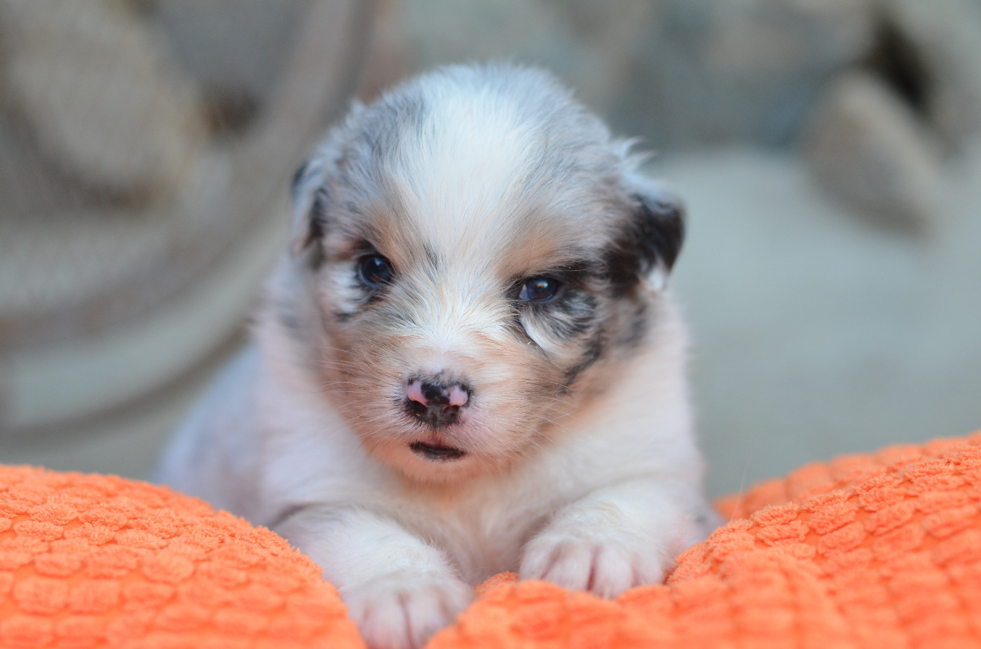Opal Aussie - Chiots disponibles - Berger Australien