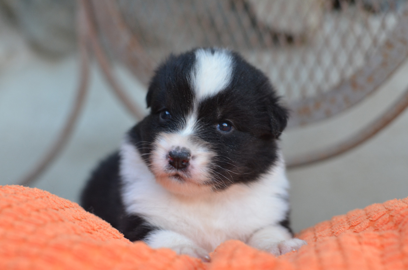 Opal Aussie - Chiots disponibles - Berger Australien