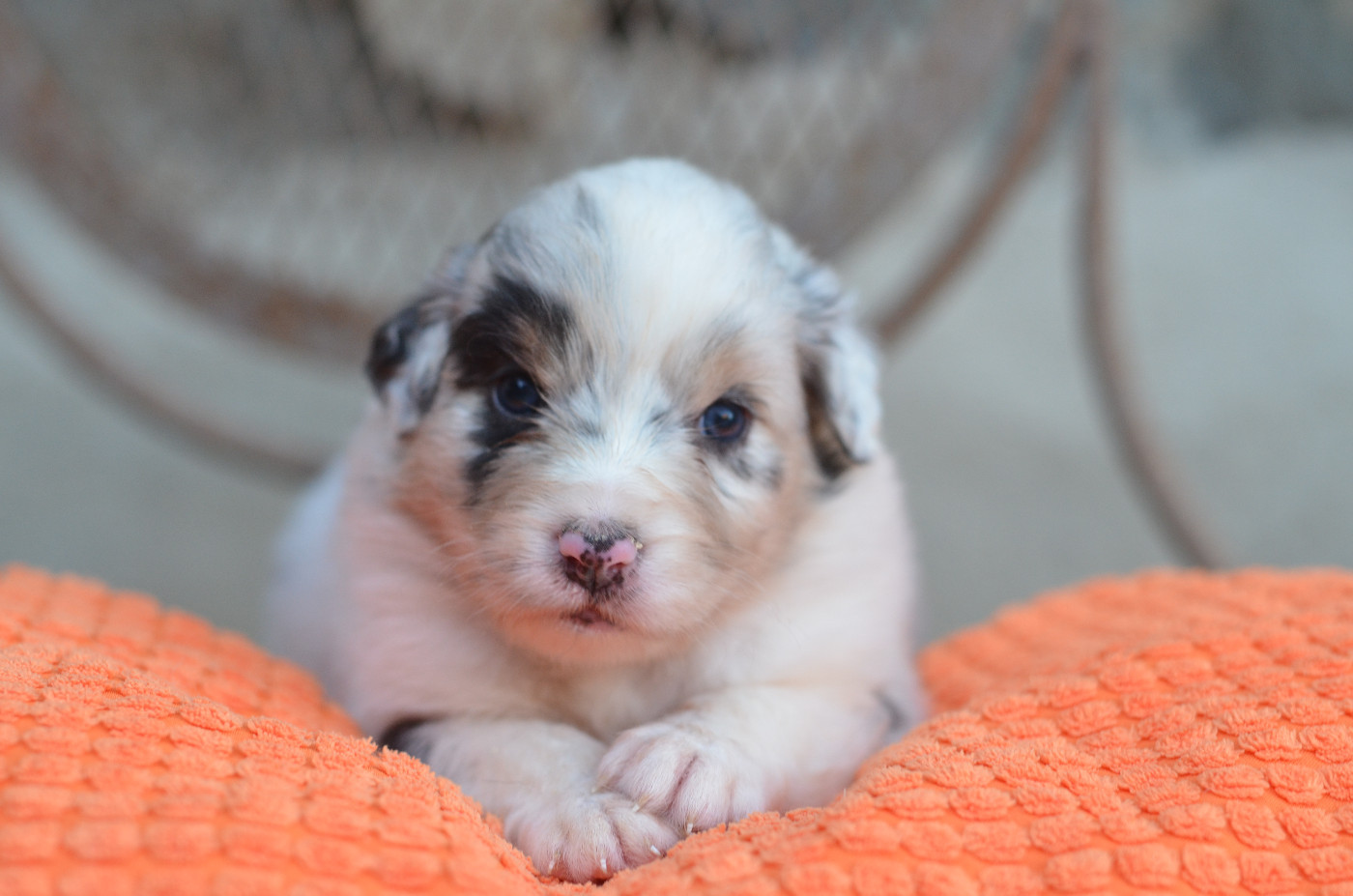 Opal Aussie - Chiots disponibles - Berger Australien