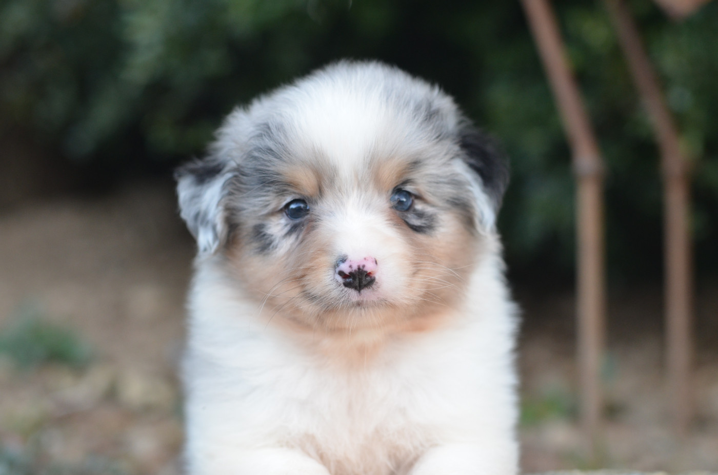 Opal Aussie - Chiots disponibles - Berger Australien