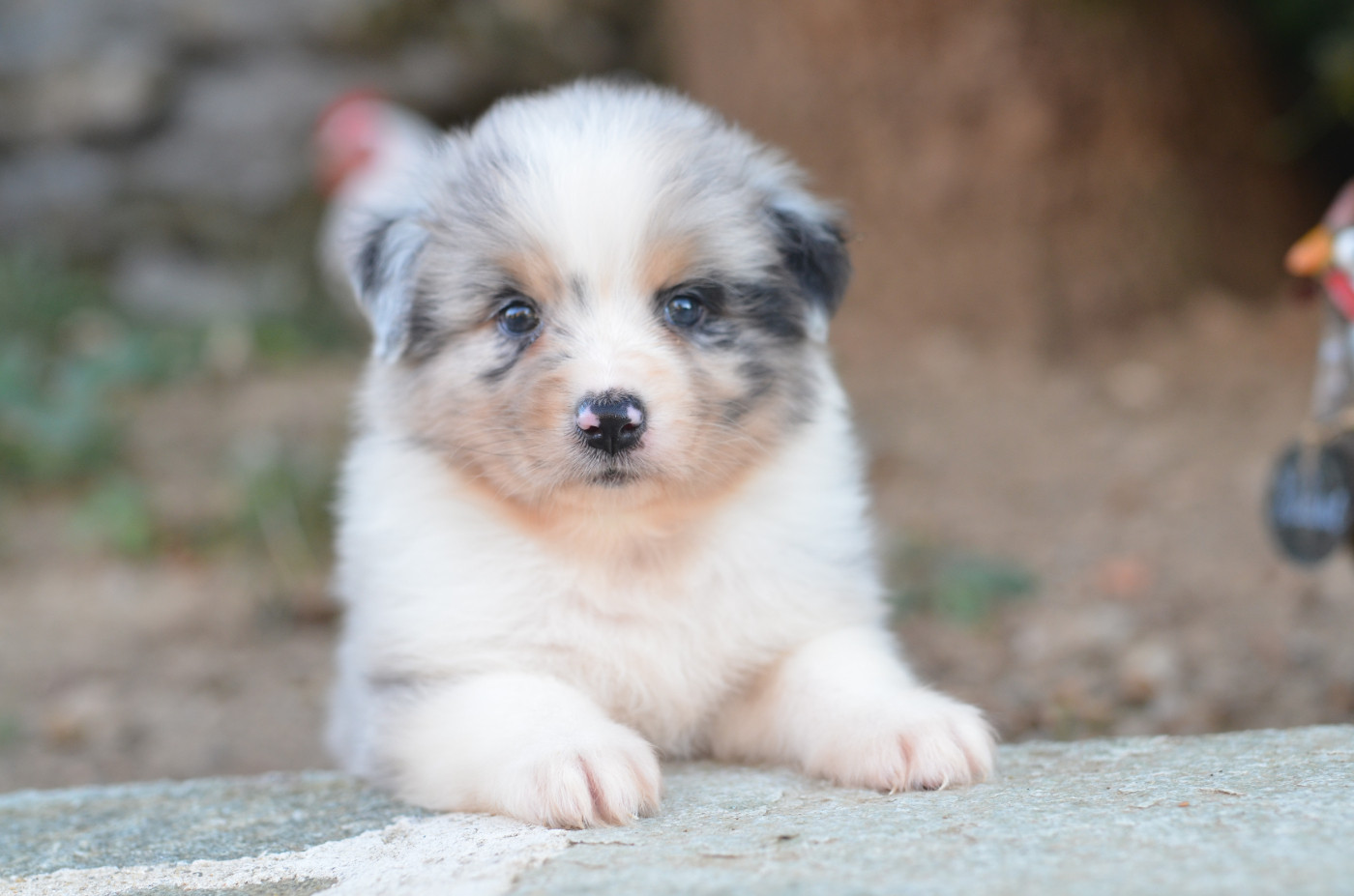 Opal Aussie - Chiots disponibles - Berger Australien