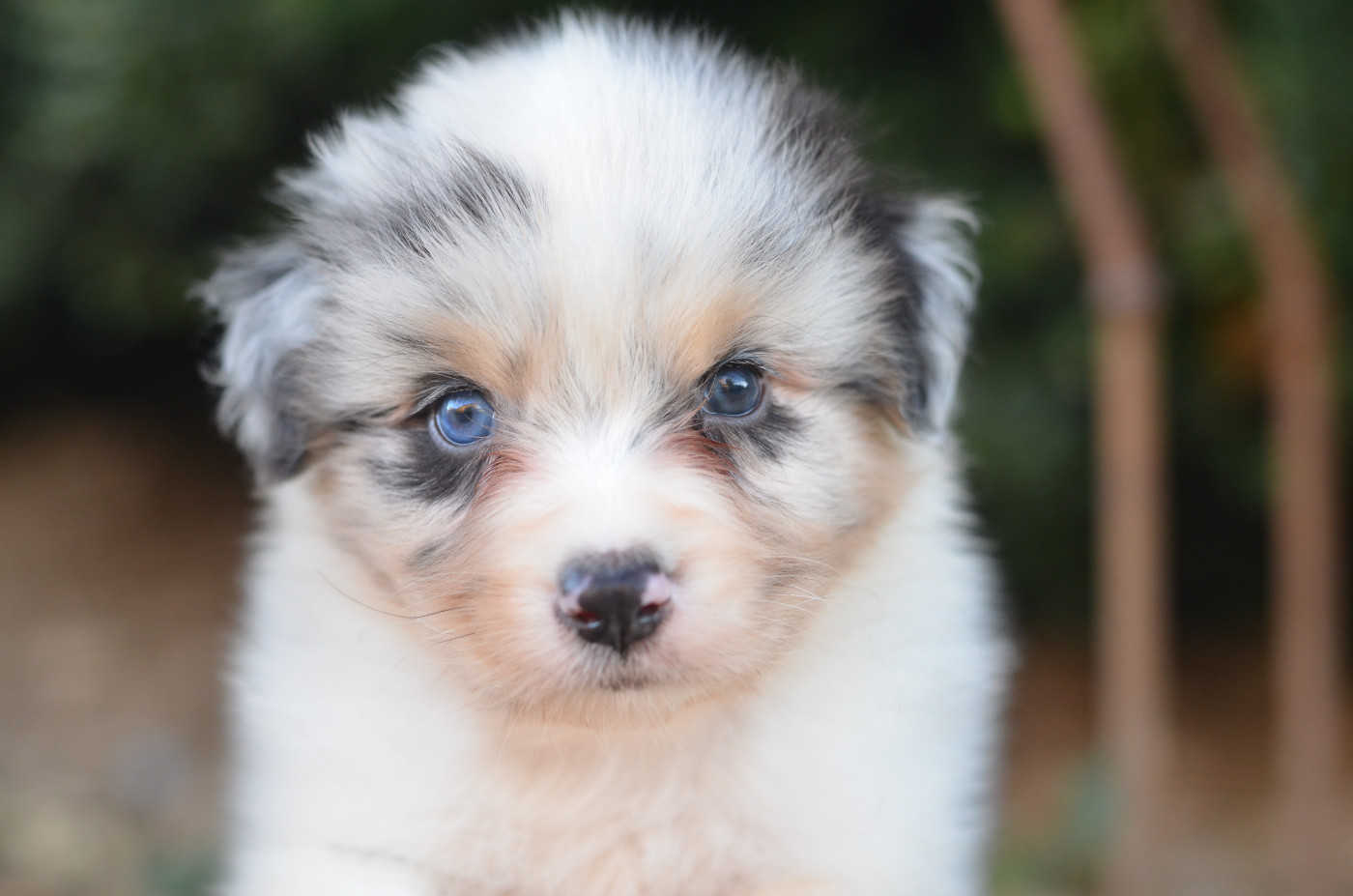 Opal Aussie - Chiots disponibles - Berger Australien