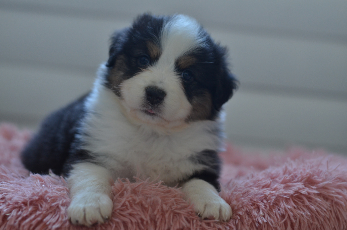 Opal Aussie - Chiots disponibles - Berger Australien