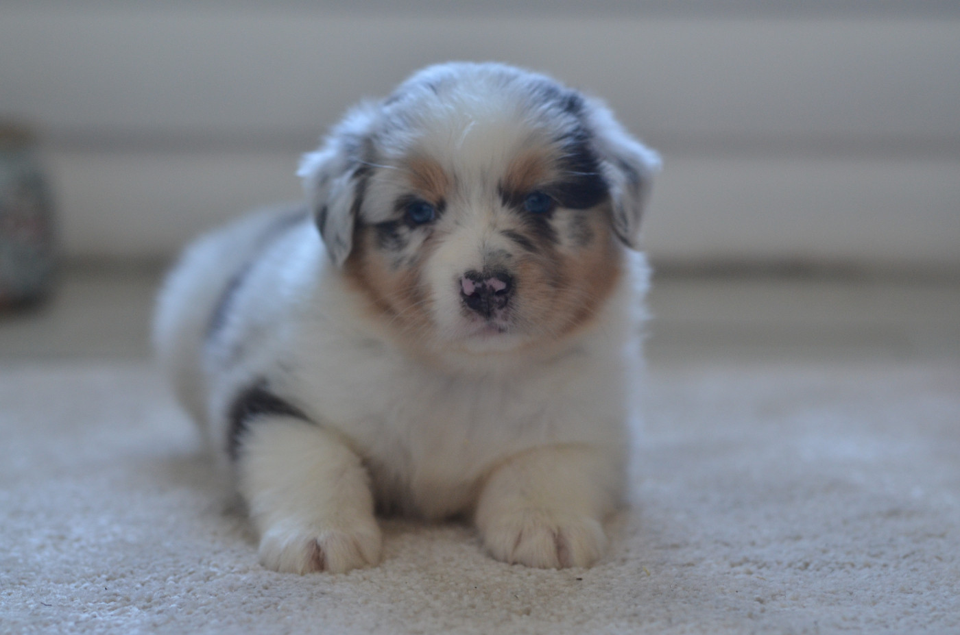 Opal Aussie - Chiots disponibles - Berger Australien