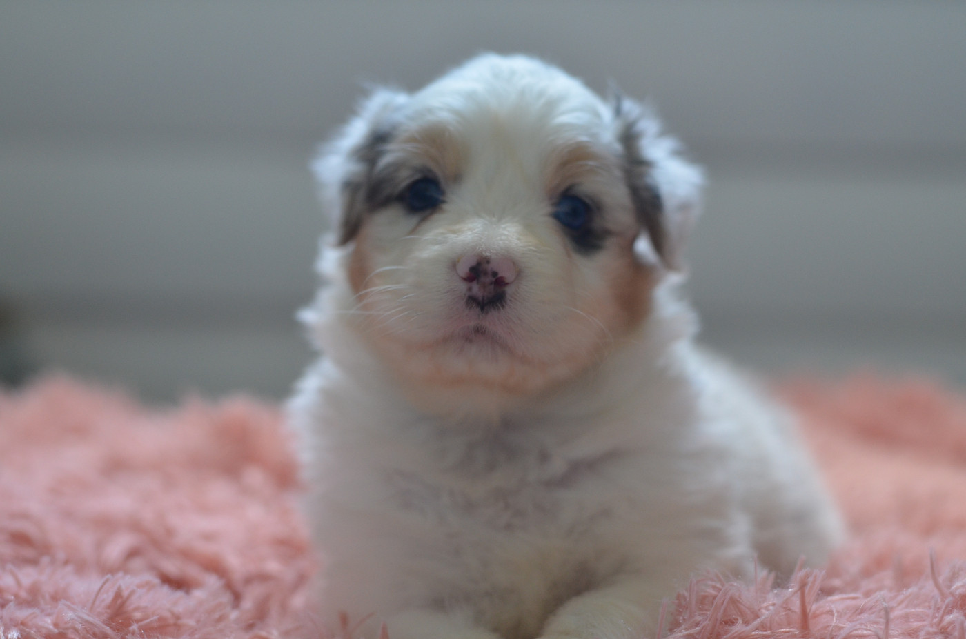 Opal Aussie - Chiots disponibles - Berger Australien