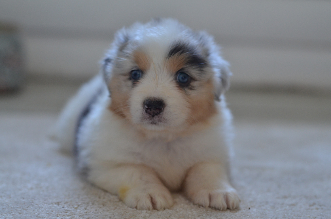 Opal Aussie - Chiots disponibles - Berger Australien