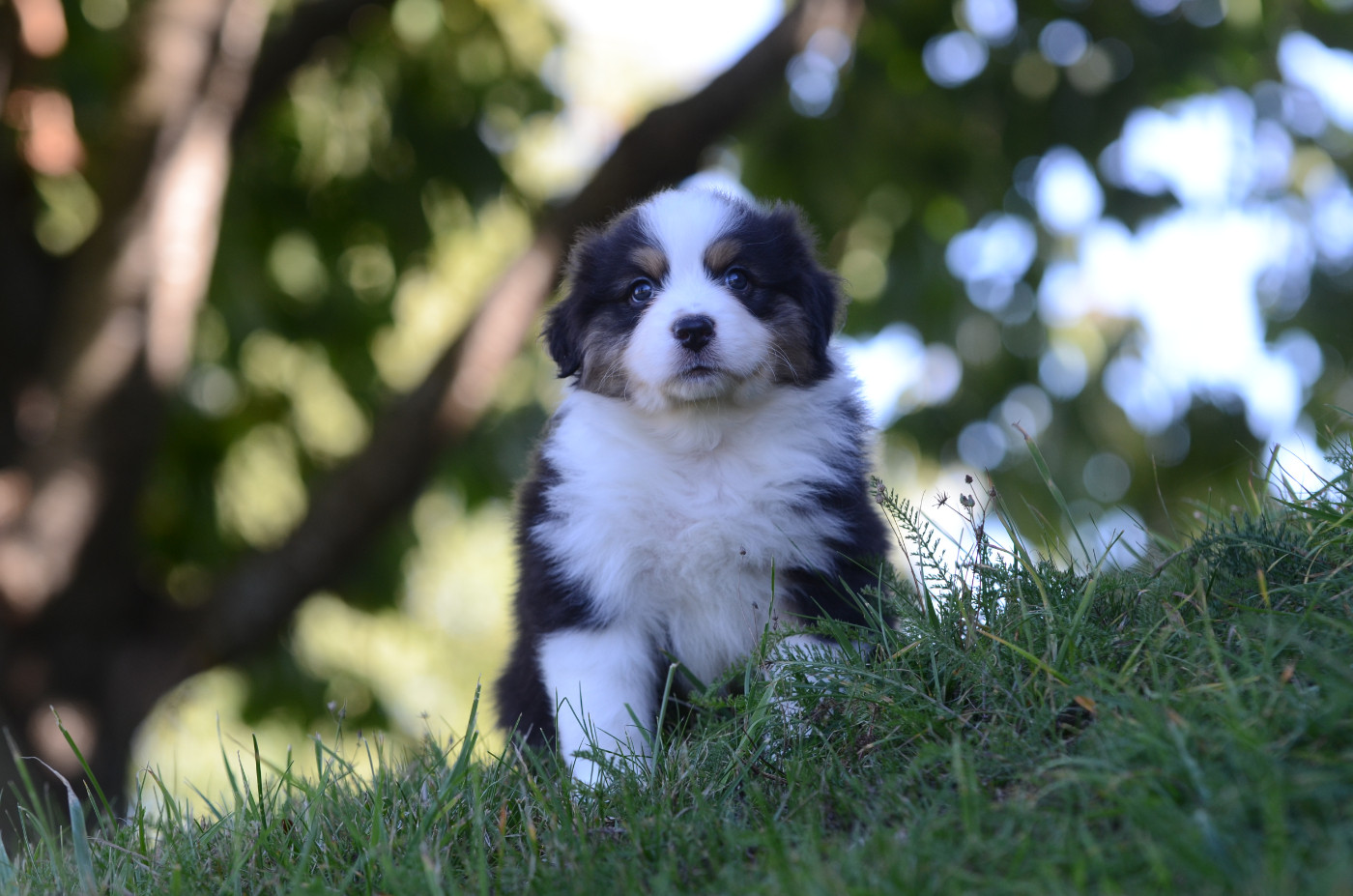 Opal Aussie - Chiots disponibles - Berger Australien