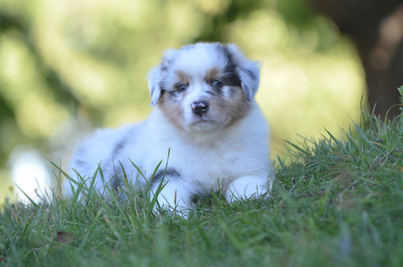 Opal Aussie - Chiots disponibles - Berger Australien