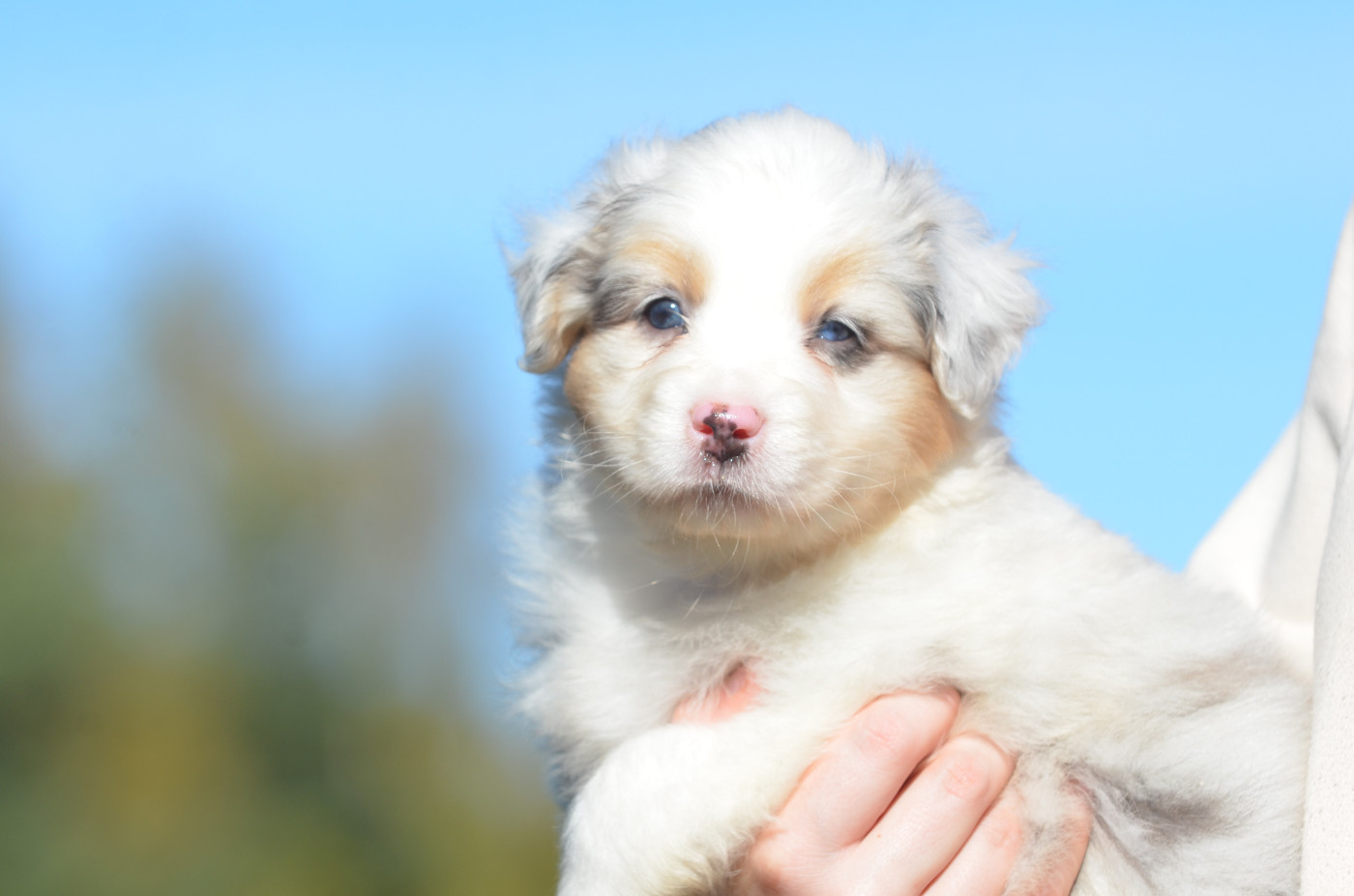 Opal Aussie - Chiots disponibles - Berger Australien