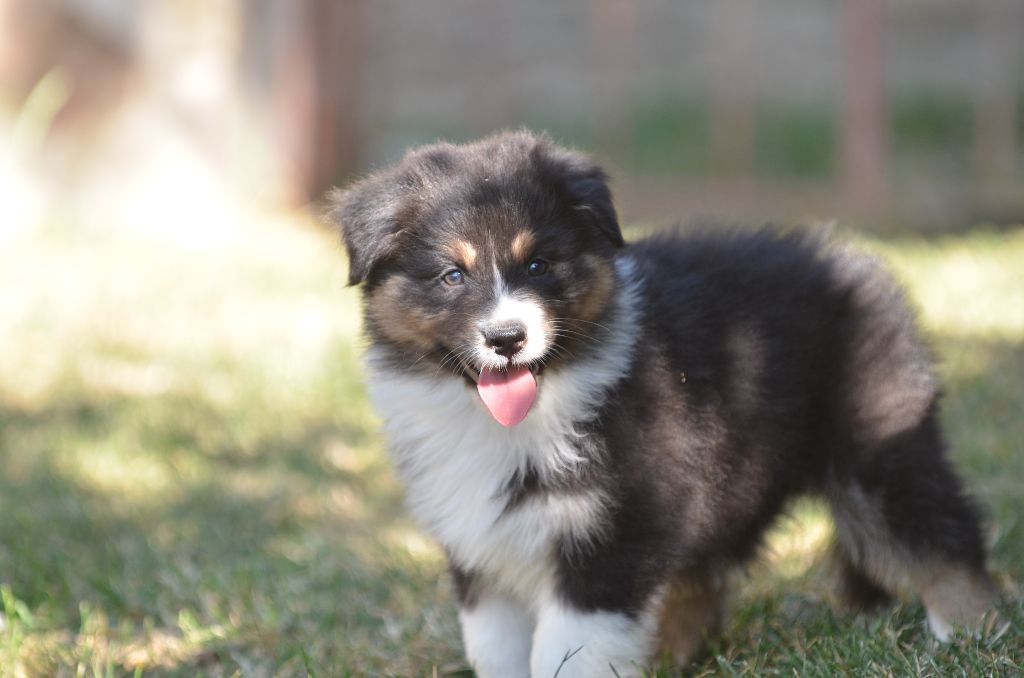 Opal Aussie - Chiots disponibles - Berger Australien