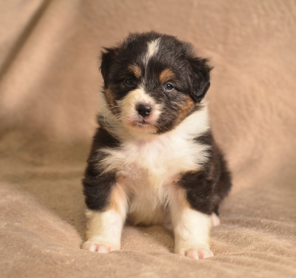 Opal Aussie - Chiots disponibles - Berger Australien