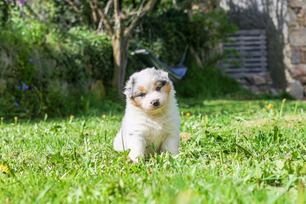 Opal Aussie - Chiots disponibles - Berger Australien