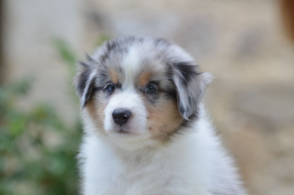 Opal Aussie - Chiots disponibles - Berger Australien