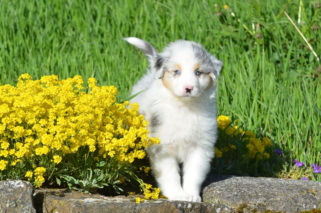 Opal Aussie - Chiots disponibles - Berger Australien