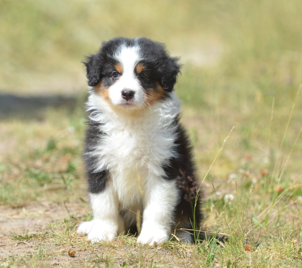 Opal Aussie - Chiots disponibles - Berger Australien