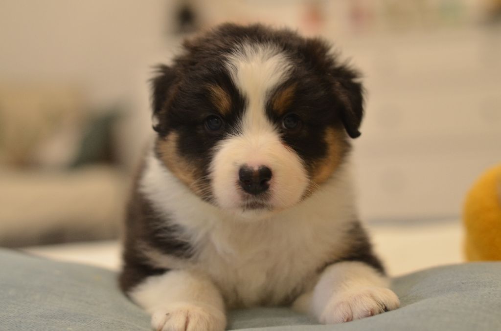 Opal Aussie - Chiots disponibles - Berger Australien