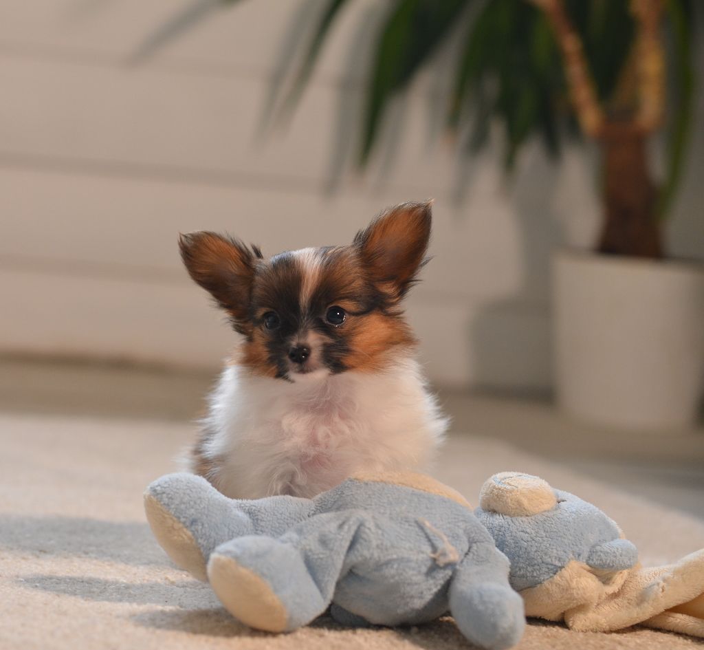 Chiot Epagneul nain Continental (Papillon) Opal Aussie