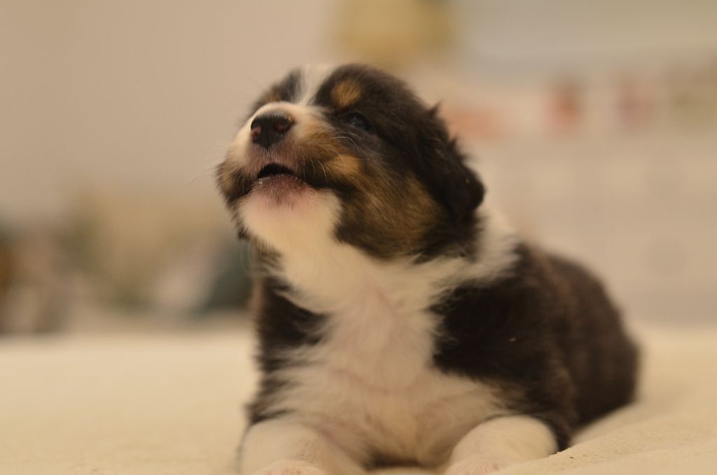Opal Aussie - Chiots disponibles - Berger Australien