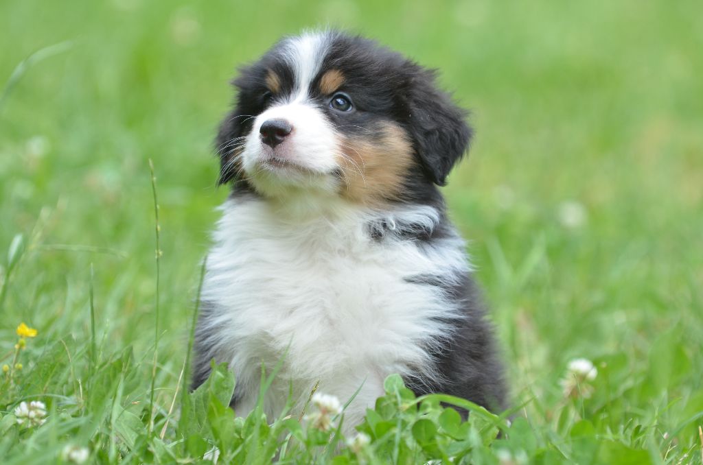 Opal Aussie - Chiots disponibles - Berger Australien