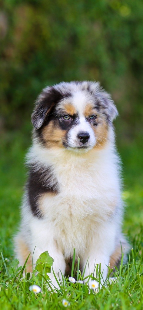 Opal Aussie - Chiots disponibles - Berger Australien