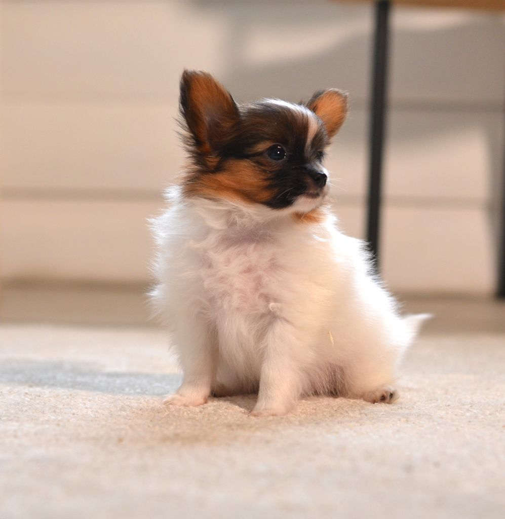 CHIOT 1