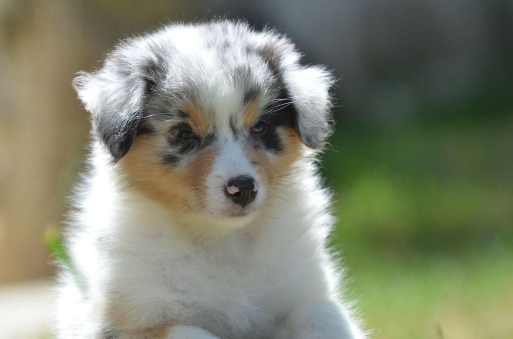 Opal Aussie - Chiots disponibles - Berger Australien
