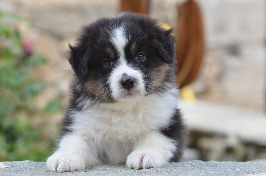 Opal Aussie - Chiots disponibles - Berger Australien