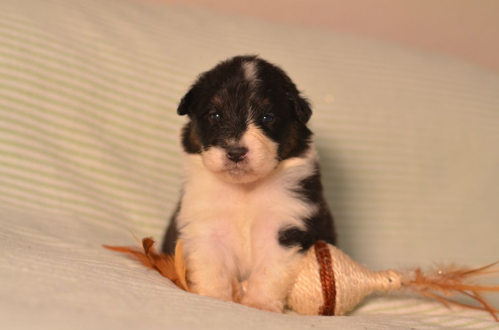 Chiot Berger Australien Opal Aussie