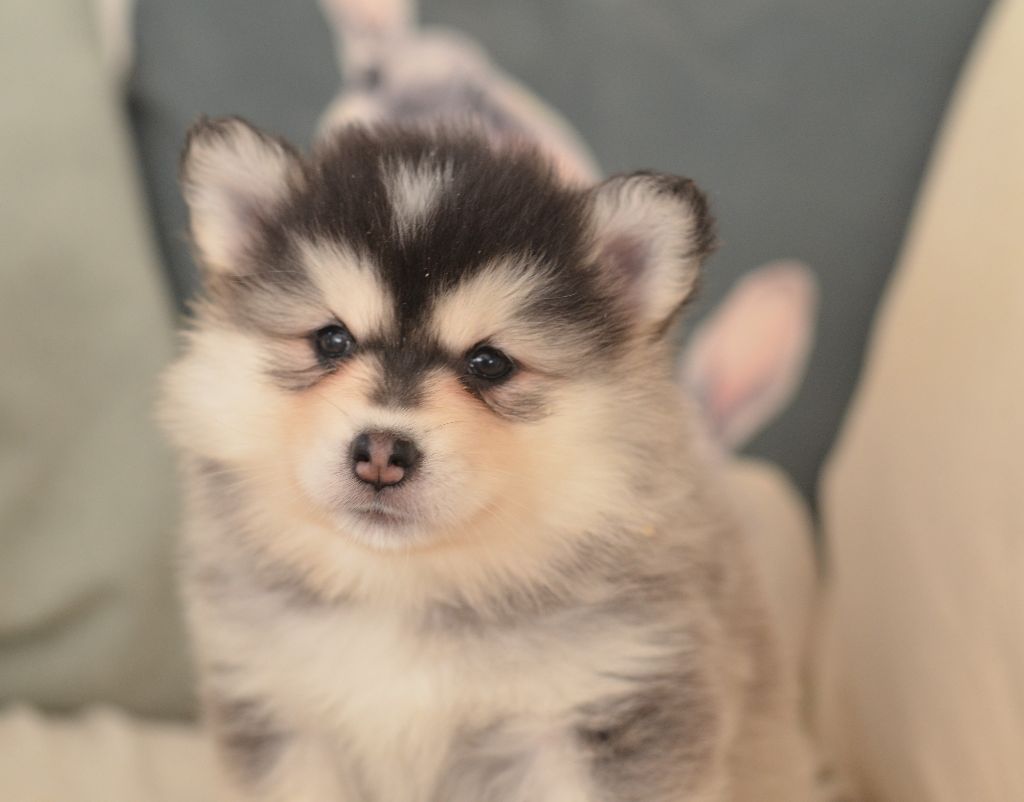 Chiot Chien finnois de Laponie Opal Aussie