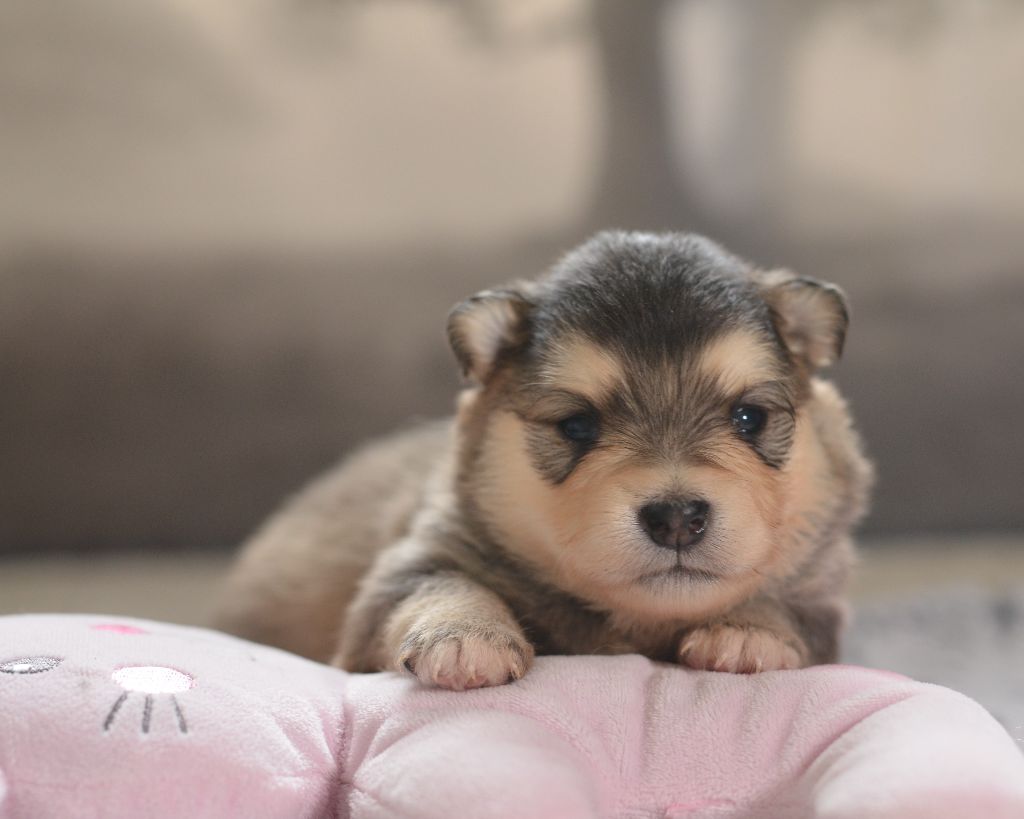 Opal Aussie - Chiots disponibles - Chien finnois de Laponie