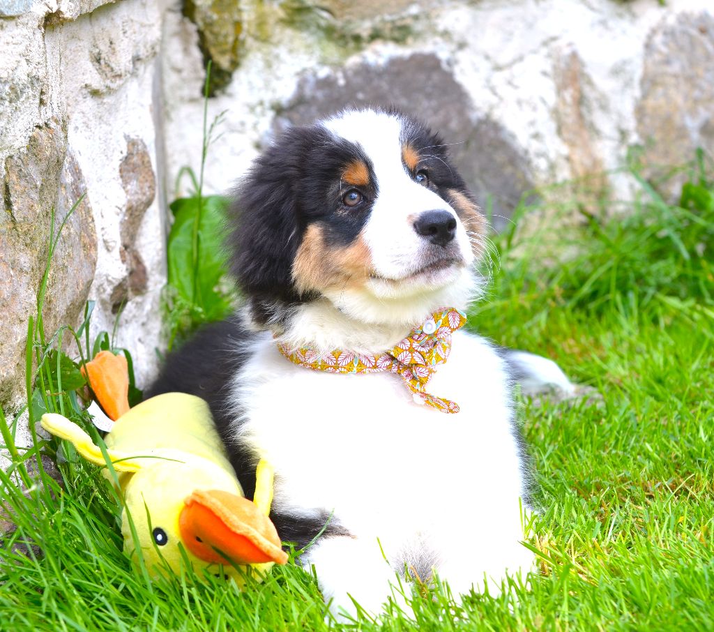 Opal Aussie - Berger Australien - Portée née le 15/03/2025
