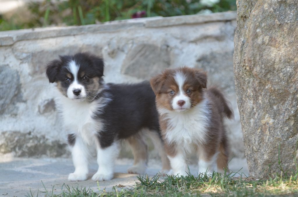 Opal Aussie - Berger Australien - Portée née le 22/06/2025