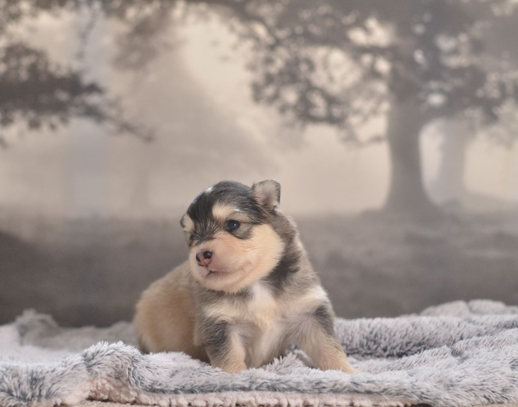 Opal Aussie - Chiots disponibles - Chien finnois de Laponie