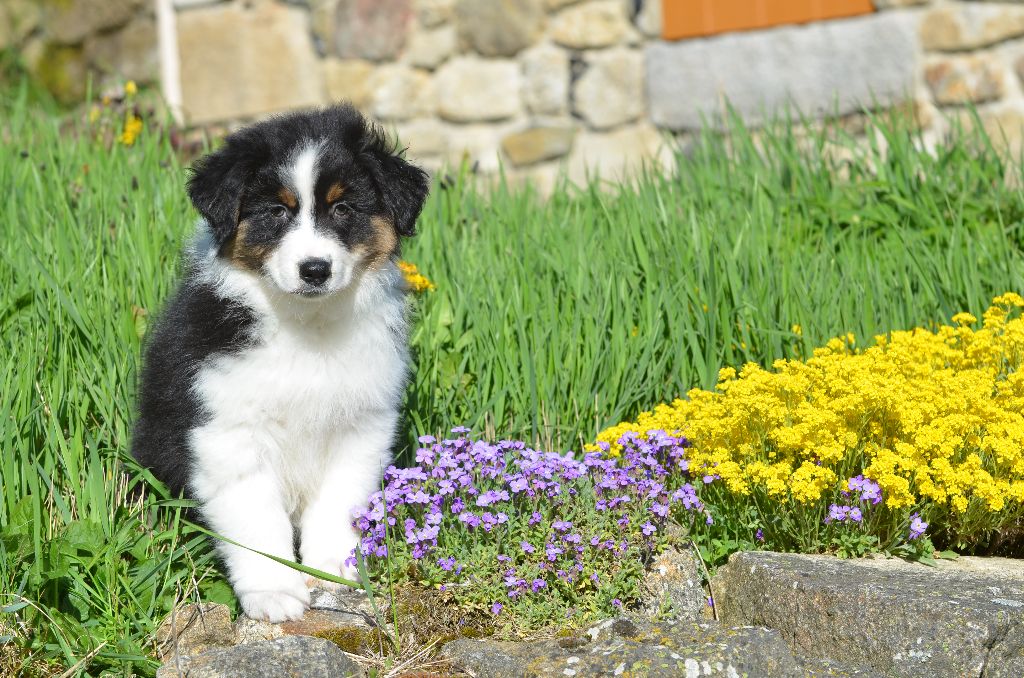 Opal Aussie - Chiots disponibles - Berger Australien