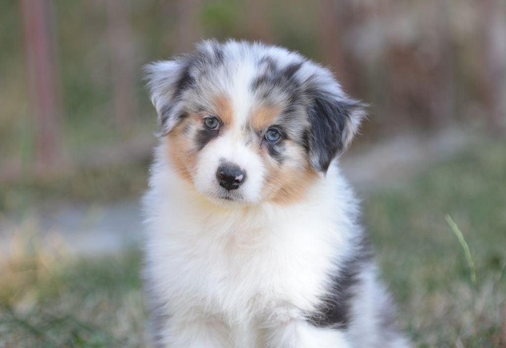 Opal Aussie - Chiots disponibles - Berger Australien