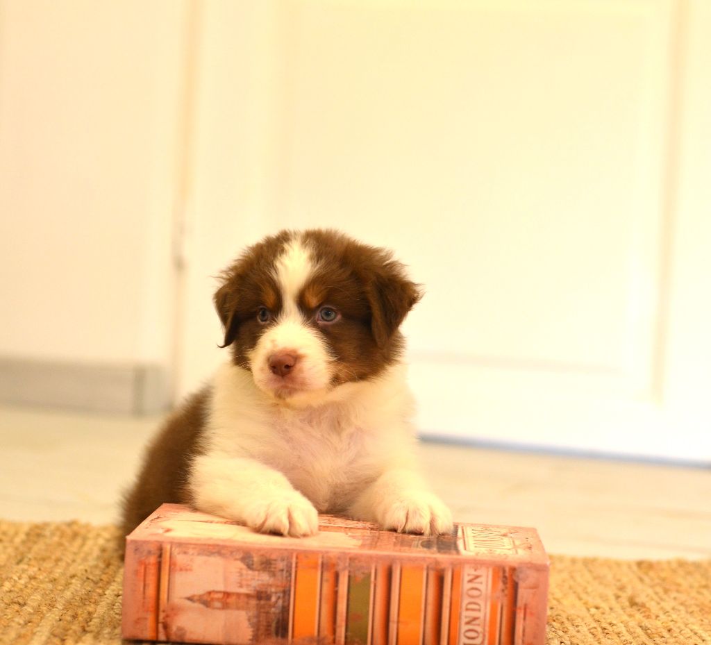 Opal Aussie - Chiots disponibles - Berger Australien