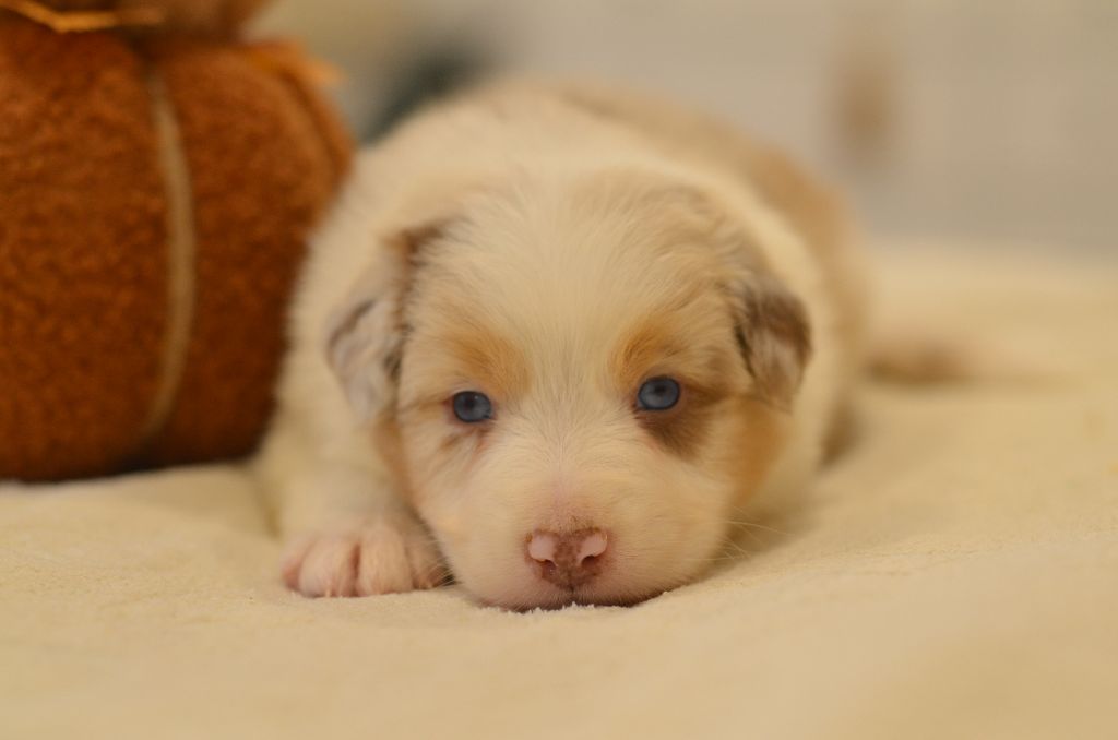 Opal Aussie - Chiots disponibles - Berger Australien