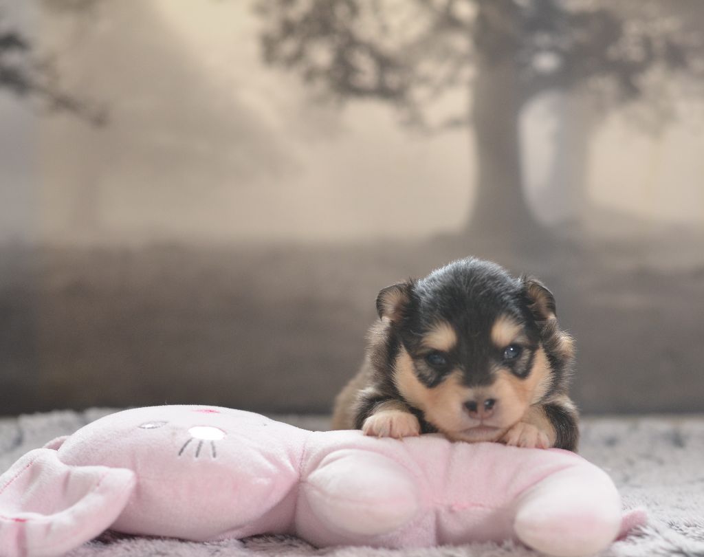 Opal Aussie - Chiots disponibles - Chien finnois de Laponie