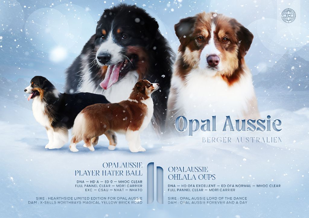 Opal Aussie - Berger Australien - Portée née le 11/11/2025