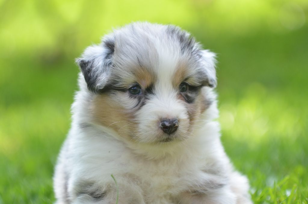 Opal Aussie - Chiots disponibles - Berger Australien